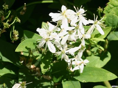 Clematis recta L. (ground clematis), flowers