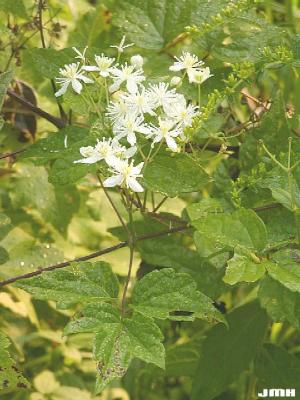 Clematis virginiana L. (virgin’s bower), flowers and leaves
