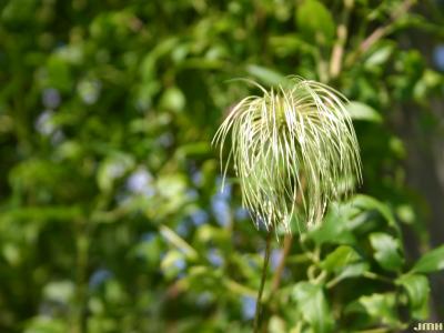 Clematis nannophylla Maximowicz (little-leaved clematis), fruit