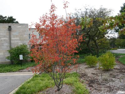 Amelanchier x grandiflora ‘Autumn Brilliance’ (Autumn Brilliance apple serviceberry) PP5,717, growth habit, shrub form