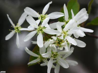 Amelanchier laevis Wieg. (Allegheny serviceberry), close-up of flowers