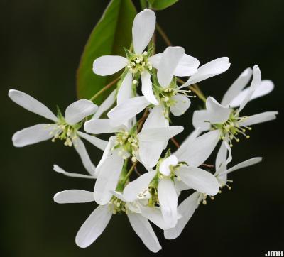 Amelanchier laevis Wieg. (Allegheny serviceberry), close-up of flowers
