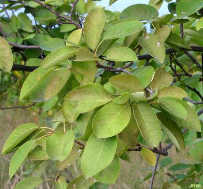 Amelanchier laevis Wieg. (Allegheny serviceberry), leaves