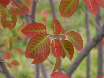 Amelanchier x grandiflora ‘Autumn Brilliance’ (Autumn Brilliance apple serviceberry) PP5,717, leaves