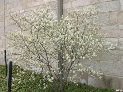 Amelanchier x grandiflora Rehd. (apple serviceberry), growth habit, shrub form