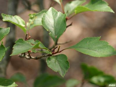 Crataegus viridis ‘Winter King’ (Winter King green hawthorn), leaves
