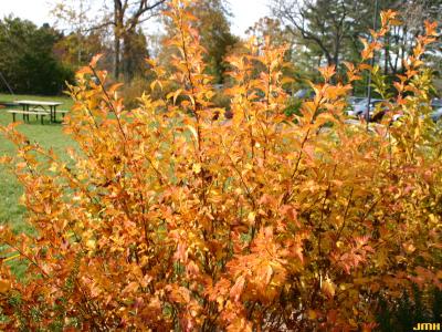Physocarpus opulifolius ‘Nugget’ (Nugget common ninebark), branches, fall color