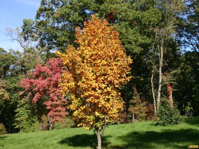 Sorbus alnifolia (Sieb. & Zucc.) K. Koch (Korean mountain-ash), growth habit, tree form, fall color