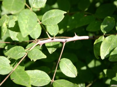 Zanthoxylum americanum Mill (prickly-ash), branch