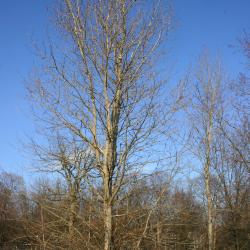 Populus angustifolia James (narrow-leaved cottonwood), winter tree form