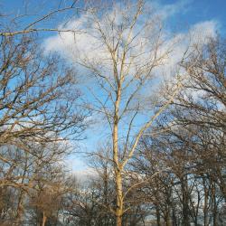 Populus sargentii Dode (plains cottonwood), growth habit, winter tree form