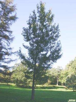 Populus grandidentata Michx. (big-toothed aspen), growth habit, tree form