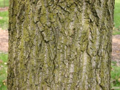 Populus deltoides Marsh. (eastern cottonwood), bark