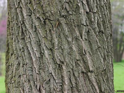 Salix alba ‘Tristis’ (golden weeping willow), bark