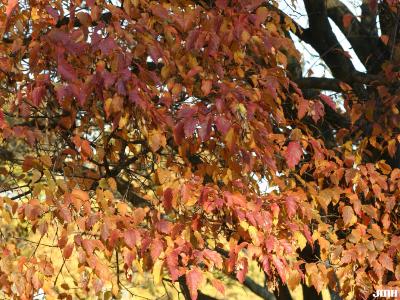 Acer tataricum ssp. ginnala (Maxim.) Wesm. (Amur maple), leaves, fall color