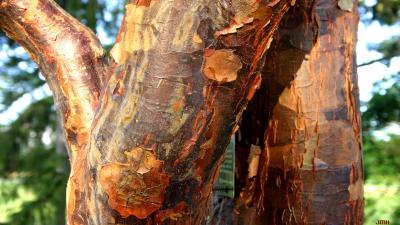 Acer griseum (Franch.) Pax (paper-barked maple), bark