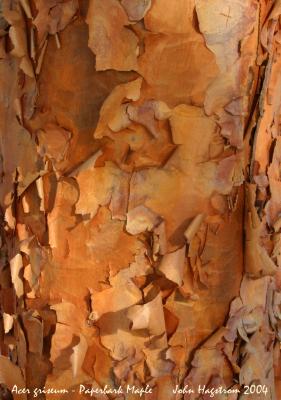 Acer griseum (Franch.) Pax (paper-barked maple), close-up of bark