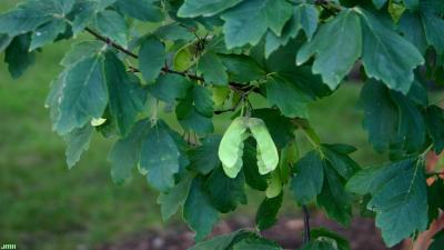 Acer griseum (Franch.) Pax (paper-barked maple), fruit and leaves