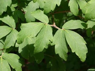 Acer griseum (Franch.) Pax (paper-barked maple), leaves