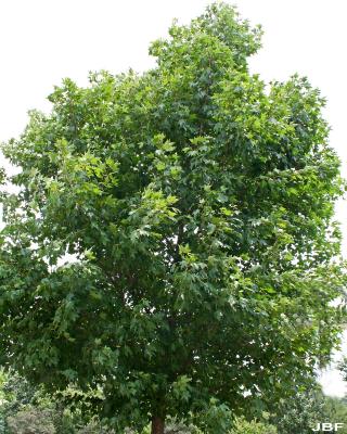 Acer miyabei ‘Morton’ (STATE STREET® maple), growth habit, tree form