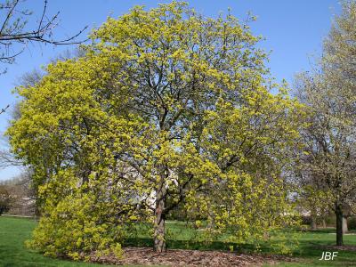 Acer platanoides ‘Emerald Queen’ (Emerald Queen Norway maple), growth habit, tree form