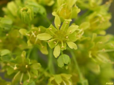 Acer platanoides ‘Superform’ (Superform Norway maple), macro close-up of flowers
