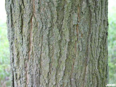 Acer saccharum ssp. nigrum (F.Michx.) Desmarais (black maple), bark