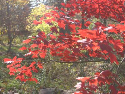 Acer palmatum Thunb. (Japanese maple), branch, leaves, fall color