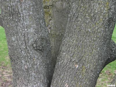 Acer platanoides ‘Superform’ (Superform Norway maple), bark