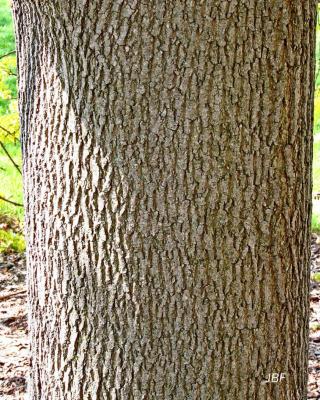 Acer platanoides ‘Emerald Queen’ (Emerald Queen Norway maple), bark
