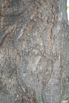 Acer saccharum ssp. nigrum (F.Michx.) Desmarais (black maple), bark