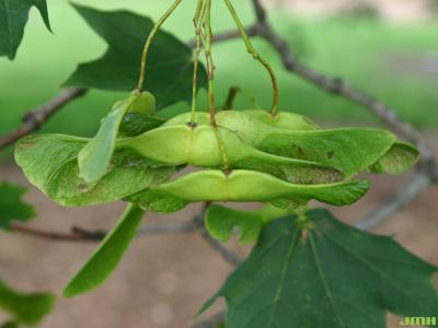 Acer platanoides L. (Norway maple), fruit