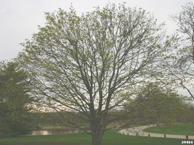 Acer platanoides ‘Superform’ (Superform Norway maple), growth habit, tree form