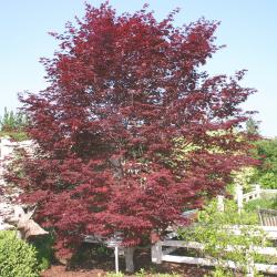 Acer palmatum Thunb. (Japanese maple), growth habit, tree form