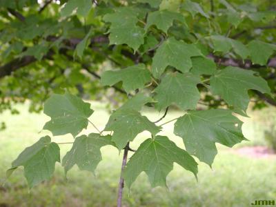 Acer saccharum ssp. nigrum (F.Michx.) Desmarais (black maple), leaves
