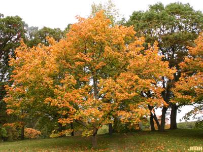 Acer saccharum ssp. nigrum (F.Michx.) Desmarais (black maple), growth habit, tree form, fall color