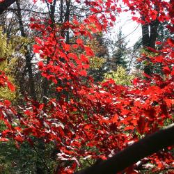 Acer palmatum Thunb. (Japanese maple), branches, leaves, fall color