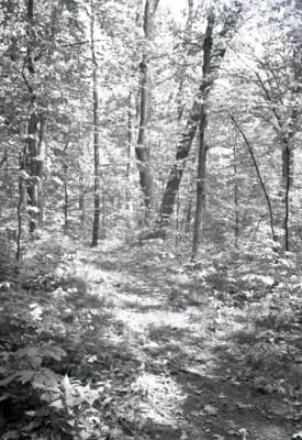 Walking path through wooded area on Arboretum east side, dappled sunlight