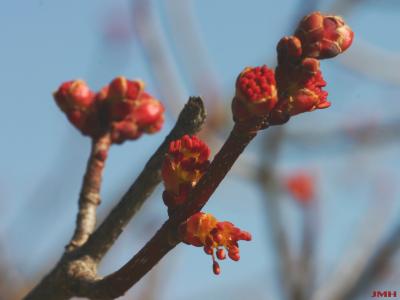 Acer rubrum ‘Autumn Flame’ (Autumn Flame red maple) PP2,377, close-up of emerging flowers