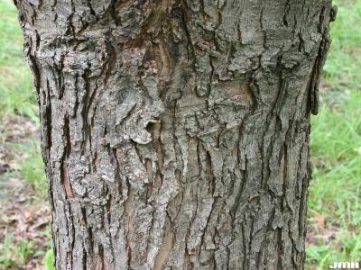 Acer saccharinum L. (silver maple), bark