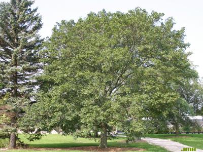 Acer platanoides L. (Norway maple), growth habit, tree form