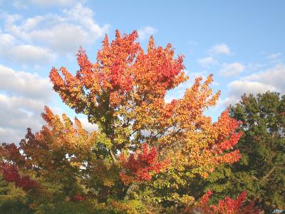 Acer rubrum L. (red maple), growth habit, tree form, early fall color