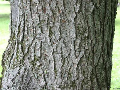Acer rubrum L. (red maple), bark