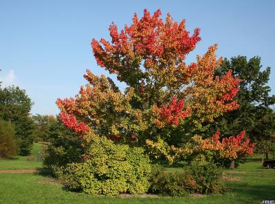 Acer rubrum L. (red maple), growth habit, tree form