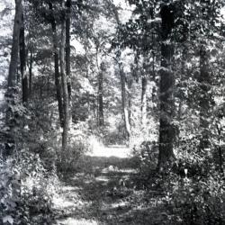 Walking path through wooded area on Arboretum east side, slightly curving to the right
