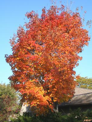 Acer saccharum Marsh. (sugar maple), growth habit, tree form, fall color