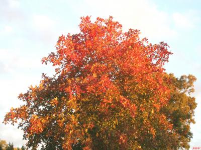 Acer saccharum Marsh. (sugar maple), top branches, leaves, fall color