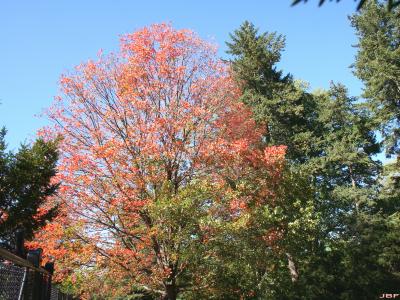 Acer saccharum ‘Commemoration’ (Commemoration sugar maple) PP5,079, growth habit, tree form, fall color
