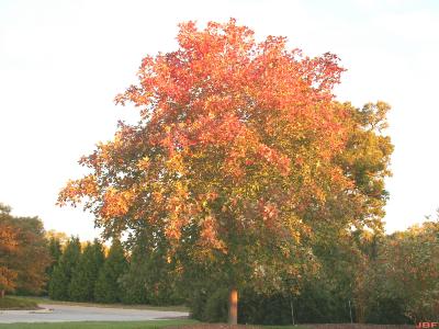 Acer saccharum Marsh. (sugar maple), growth habit, tree form, fall color