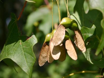Acer saccharum Marsh. (sugar maple), fruit